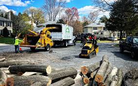 Best Tree Mulching Services  in Princeton, FL